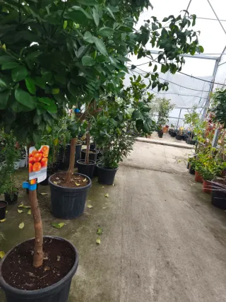 Naranjo grande en maceta