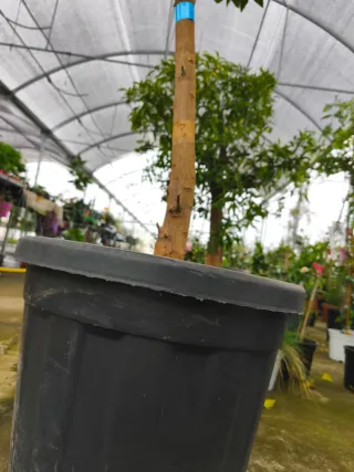 Naranjo grande en maceta