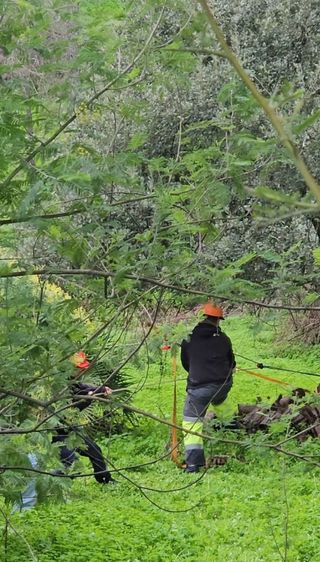 Servicio de tala de árboles de urgencia