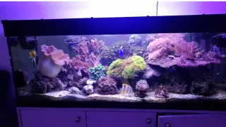 Rocas artificiales para acuario marino