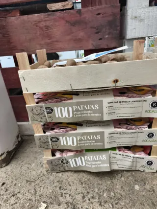 Patatas de siembra pre-germinadas