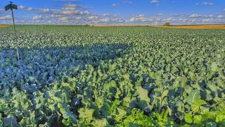 Albacete 130 ha ALQUILER RIEGO