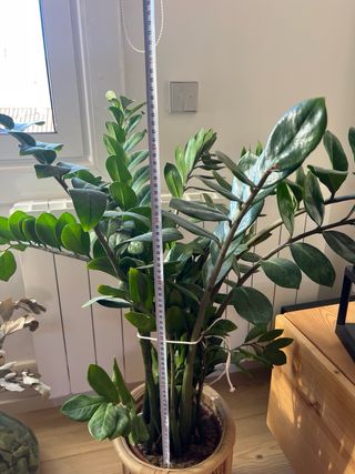 Zamioculca grande en maceta.
