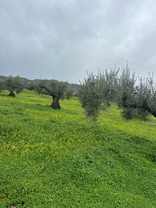 Olivos centenarios 400 unidades, precio a convenir