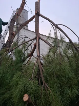 Podas, desbroces, ect