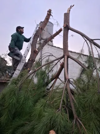 Podas, desbroces, ect