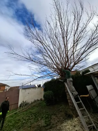 Podas, desbroces, ect