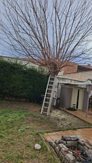 Podas, desbroces, ect