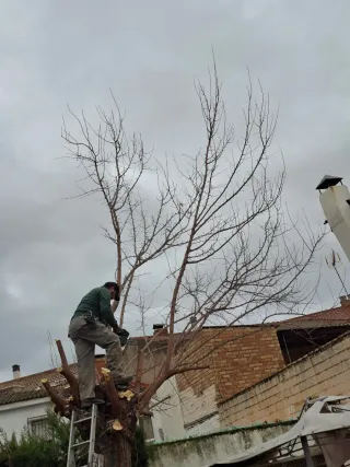 Podas, desbroces, ect