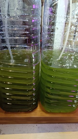 Pack Cepas Chlorella y Otros