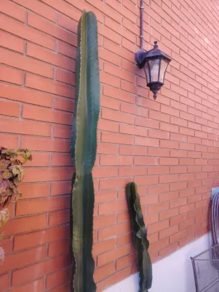 EUPHORBIA INGENS con RAIZ