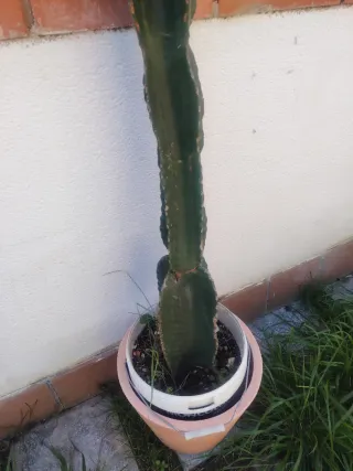 EUPHORBIA INGENS con RAIZ