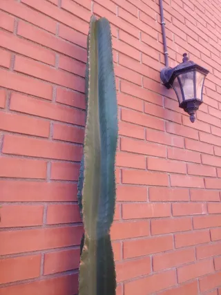 EUPHORBIA INGENS con RAIZ