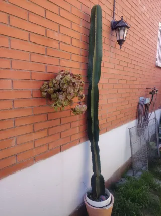 EUPHORBIA INGENS con RAIZ