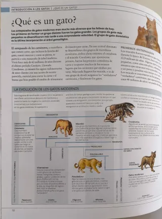 Gato. La enciclopedia (Spanish Edition)