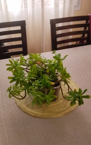 Planta Sedum Palmeri