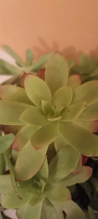 Planta Sedum Palmeri