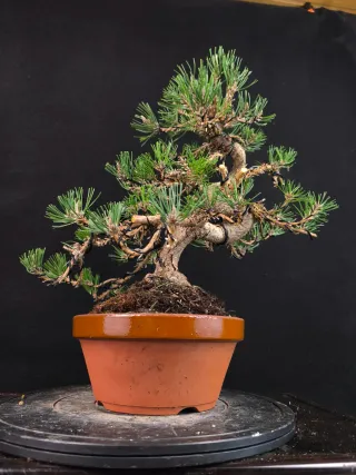 Pino bonsai