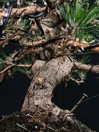 Pino bonsai