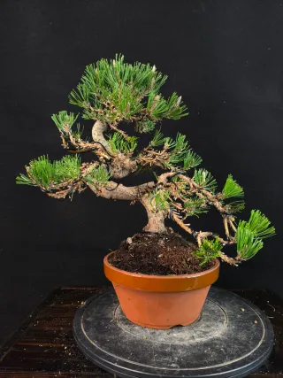 Pino bonsai