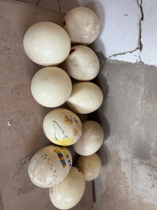 Huevos de avestruz decorados