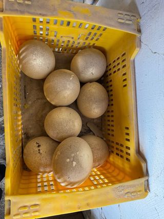 Huevos de avestruz decorados