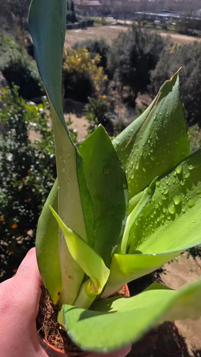 Sansevieria Moonshine