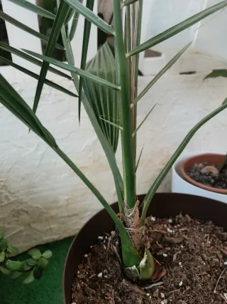 Palmera decorativa en maceta