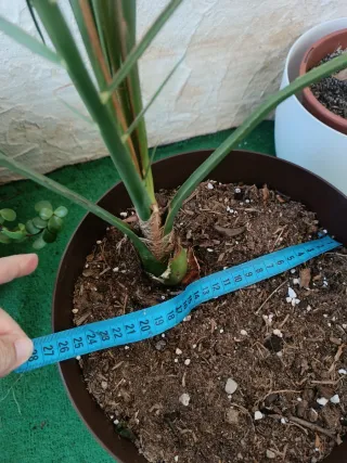 Palmera decorativa en maceta