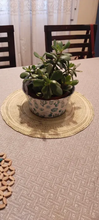 Macetero con planta Árbol de Jade