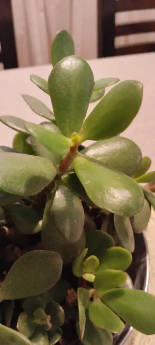 Macetero con planta Árbol de Jade