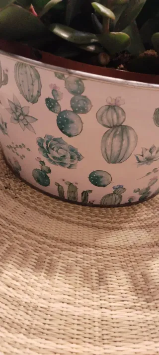 Macetero con planta Árbol de Jade