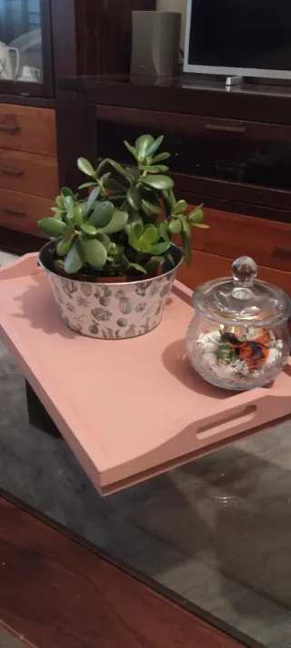 Macetero con planta Árbol de Jade