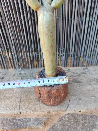 Senecio Kleinia Neerifolia Planta