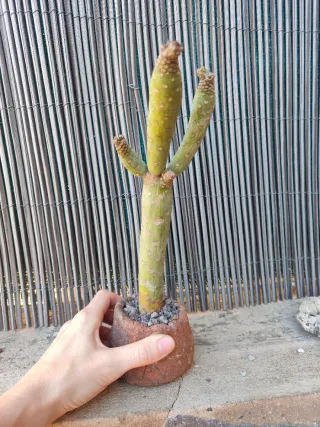 Senecio Kleinia Neerifolia Planta
