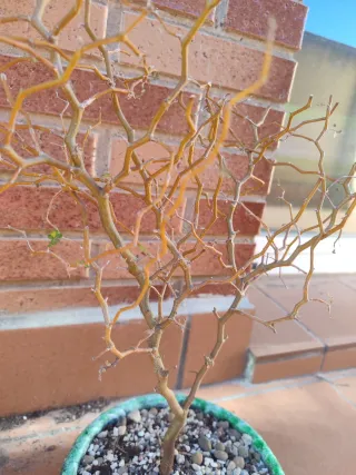 Sophora littlebaby