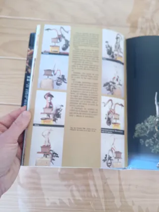 El técnico mágico del bonsai