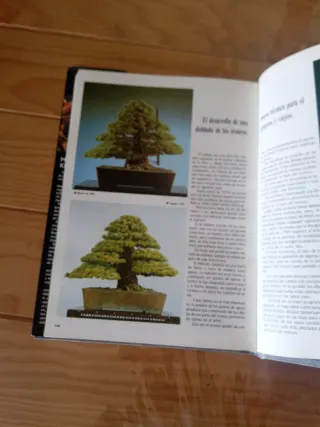 El técnico mágico del bonsai