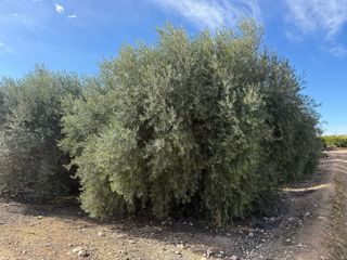 Olivo Centenario