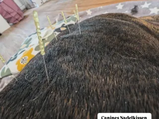 Bienestar y movimiento para perros y caballos