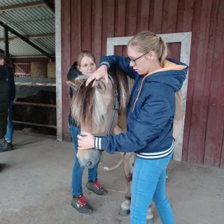 Bienestar y movimiento para perros y caballos
