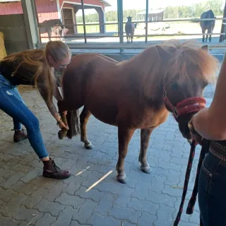Bienestar y movimiento para perros y caballos