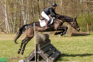 Bienestar y movimiento para perros y caballos