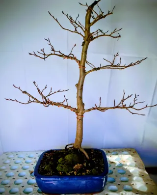Bonsai Haya (Fagus) 5 años