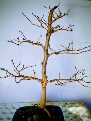 Bonsai Haya (Fagus) 5 años