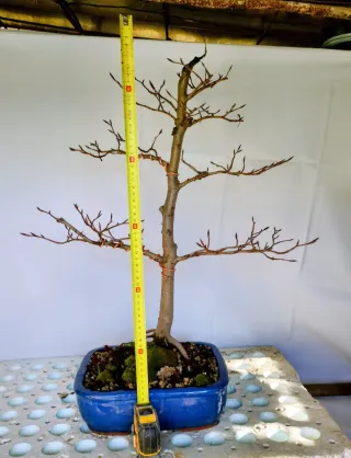 Bonsai Haya (Fagus) 5 años