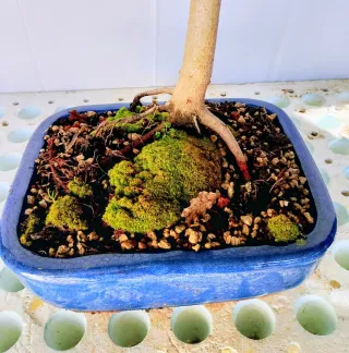 Bonsai Haya (Fagus) 5 años