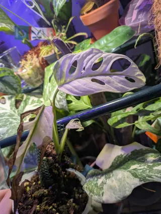 Set Monstera adansonii - 8 plants