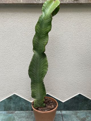 Cactus Euphorbia Crasa 1metro aprox