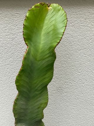 Cactus Euphorbia Crasa 1metro aprox